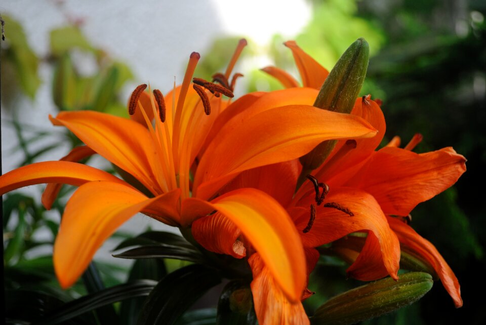 Summer plant bloom