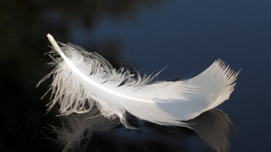 Swan feather water