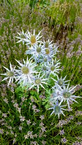 Field summer floral