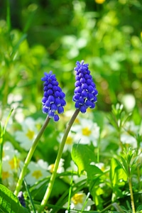 Flower blue spring