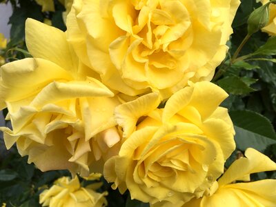 Flower nature romantic