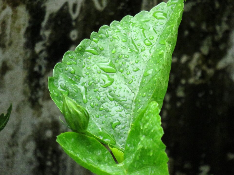 Plant summer environment