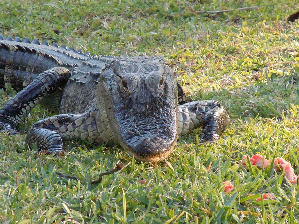 Nature foot dangerous