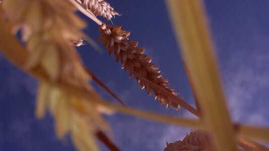 Summer cereals spike