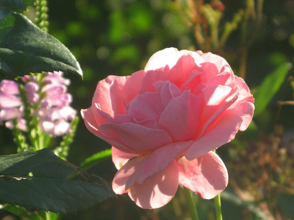 Rose bloom pink garden