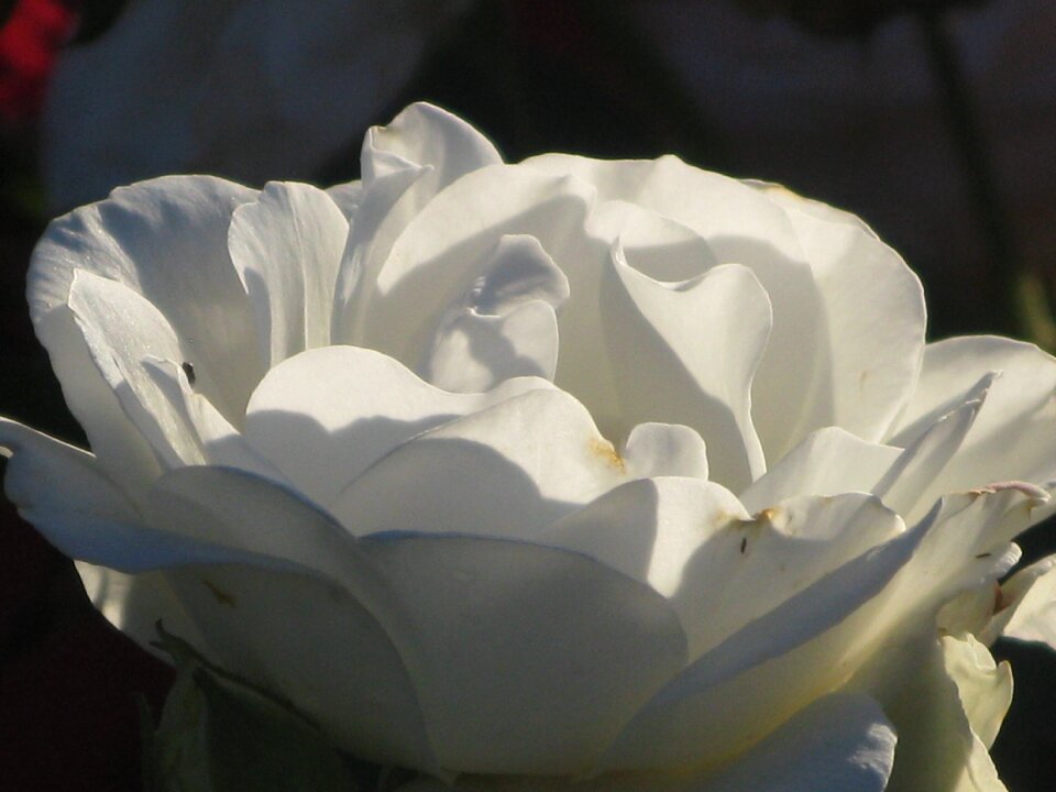 White blossom bloom photo