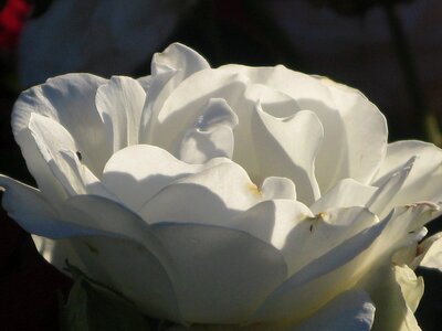 White blossom bloom