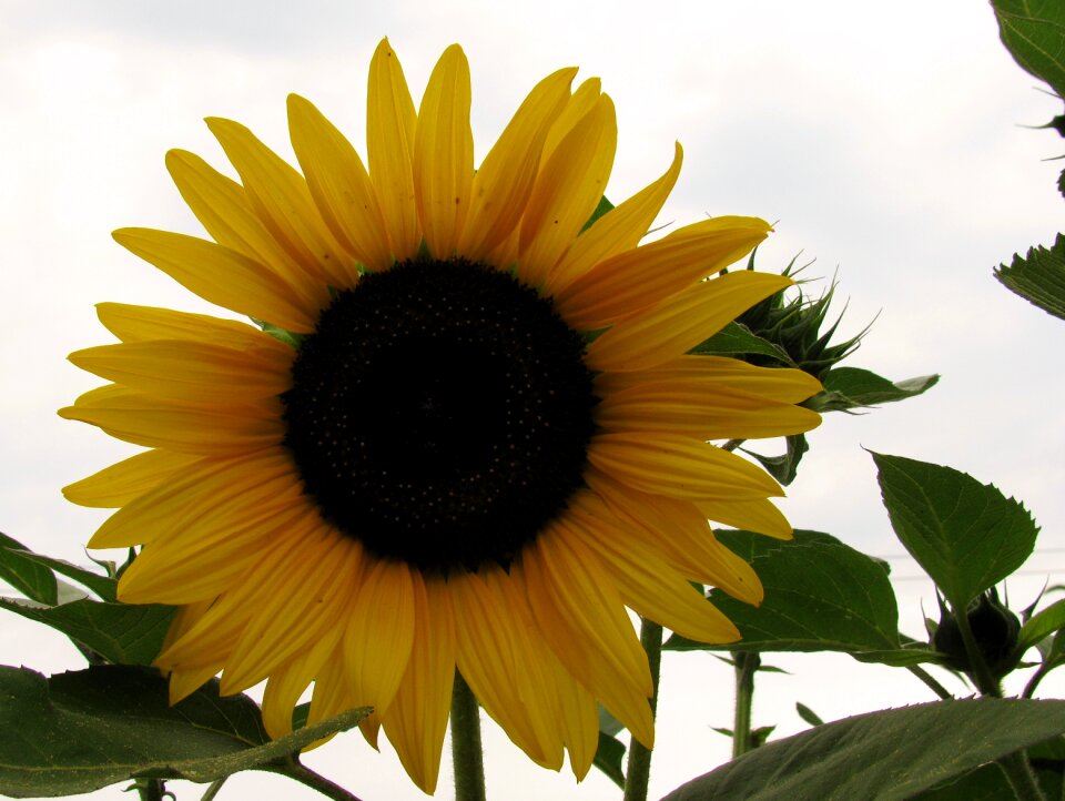 Garden sunflower rain