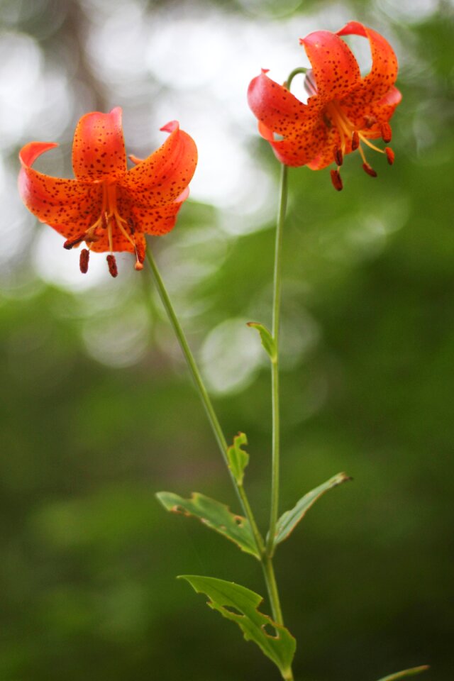Orange spotted flower