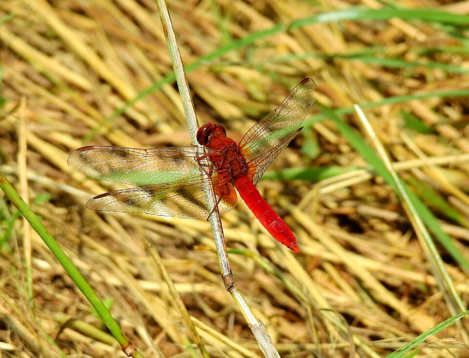 Dragonfly red insect nature