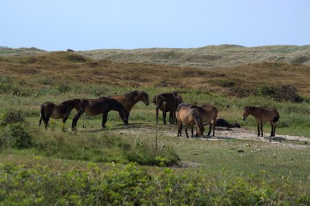 National park dunes horses photo