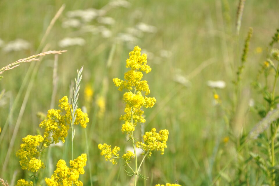 Field summer nature