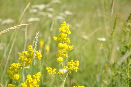 Field summer nature