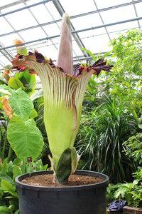 Flora plant huge