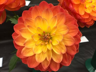 Orange flower