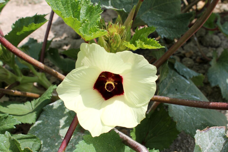 Vegetable blossom gardening