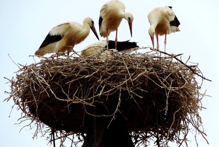 Stork white stork nest photo