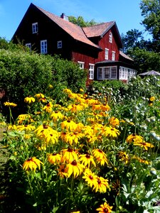 Flowers summer colors