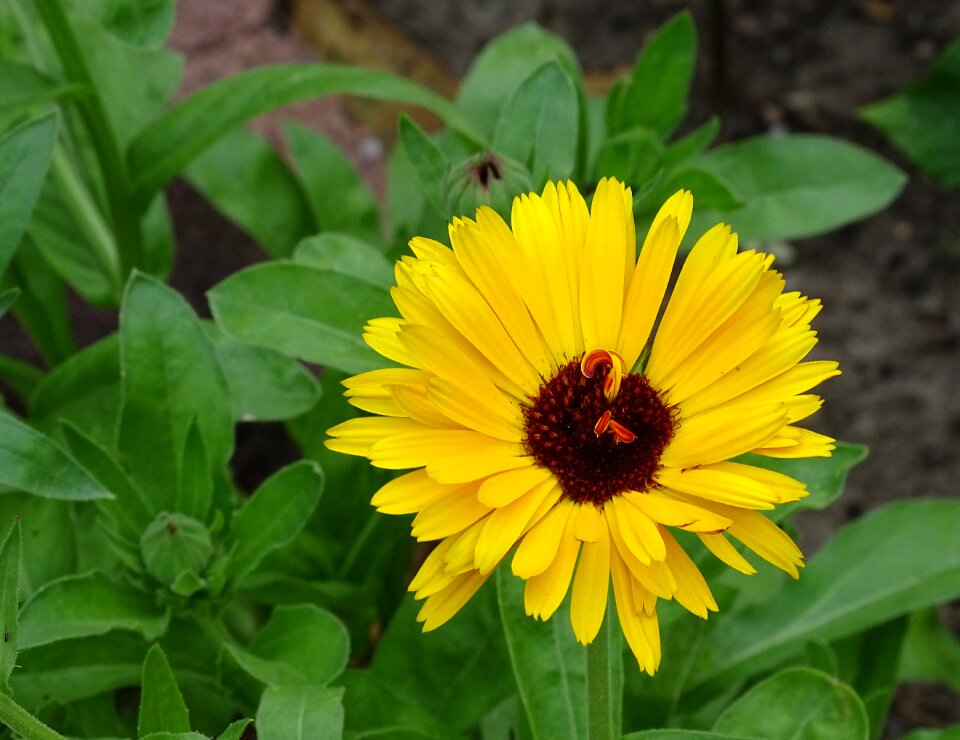 Blossom bloom edible flowers photo