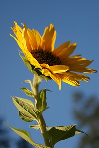 Plant summer nature