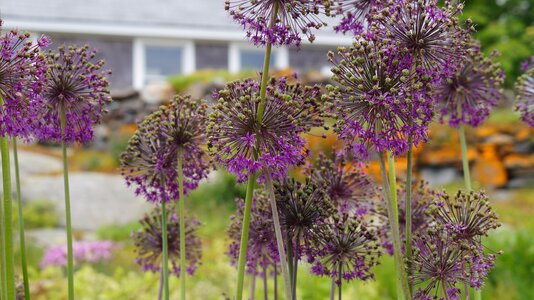 Globe flowers monhegan island