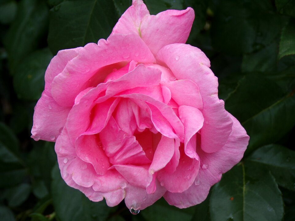 Nature petals water