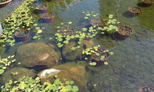 Plants stones artificial pond photo