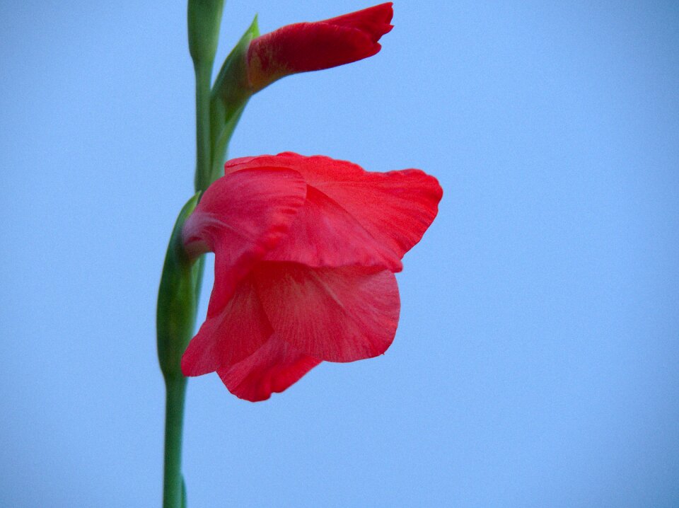 Nature blossom bloom