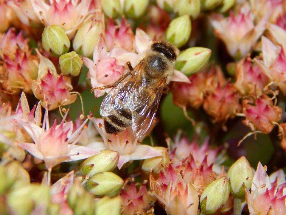Flower nature honey bee