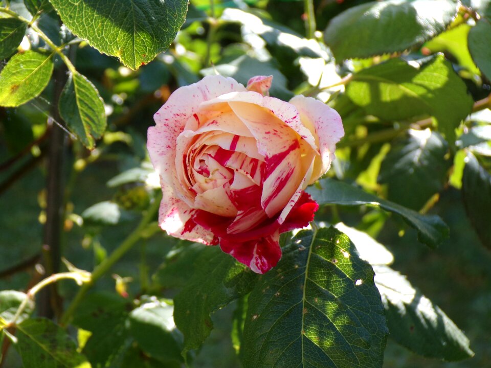 Flower rosebush flowers