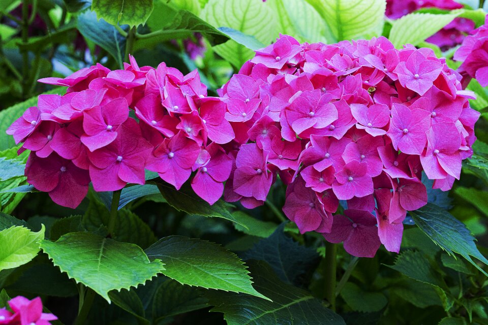 Hydrangea plant color