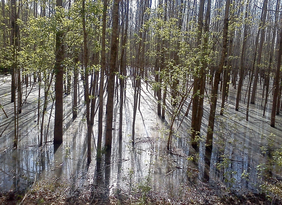 Forests sunbeams water