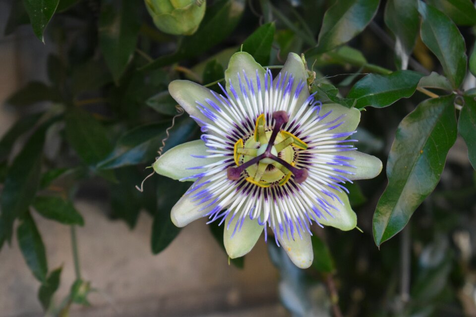Summer nature bloom