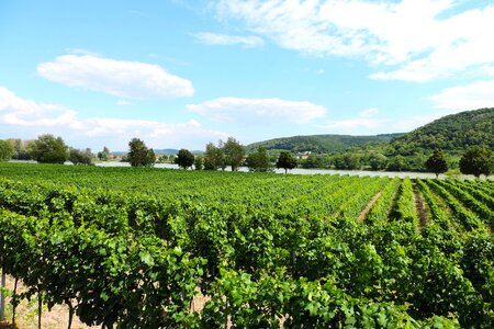 Winegrowing vines wine photo