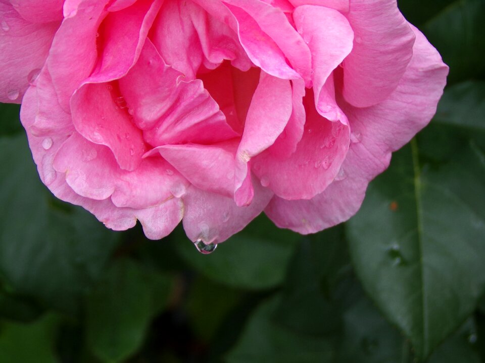 Romantic petals fulfillment