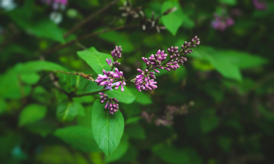 Green summer fragrant