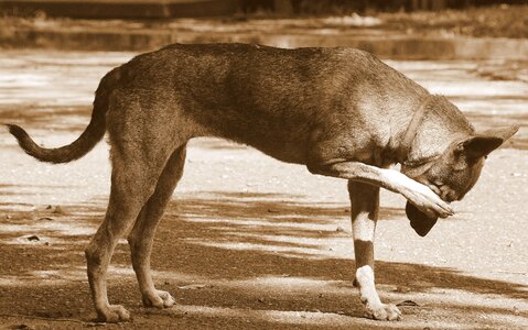 Itching action pet