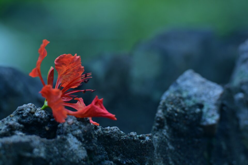 Garden ceylon nature