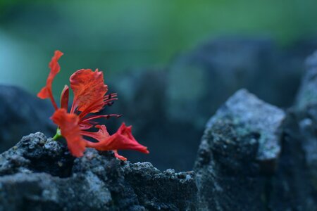 Garden ceylon nature