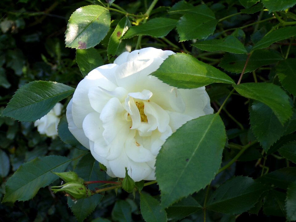 Pink white plant