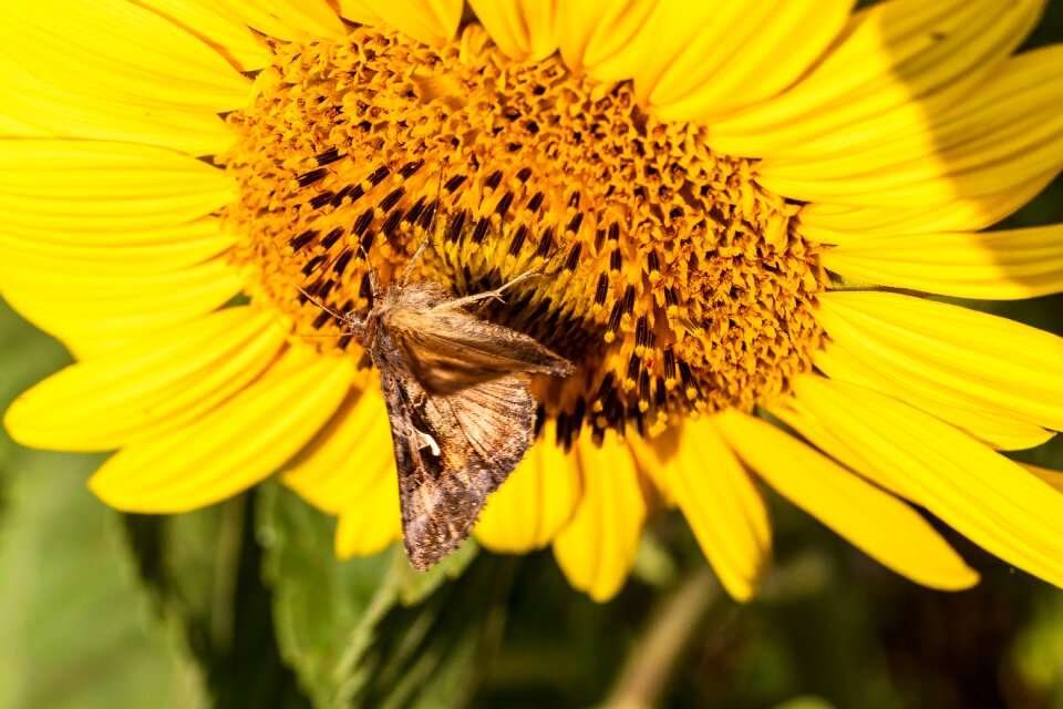 Garden insect nature