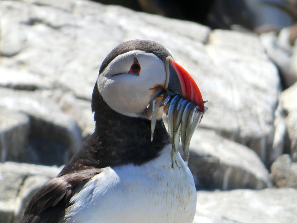 Farne islands sea birds animal world