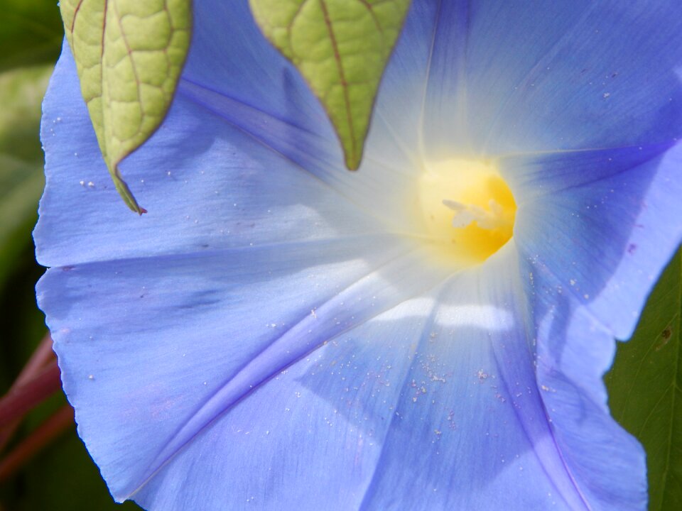 Blossom bloom blue
