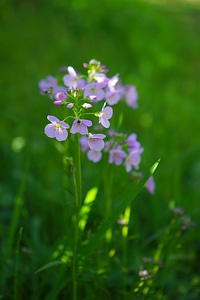 Purple card amines pratensis cardamine