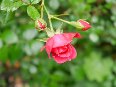 Nature flowers rose bloom photo