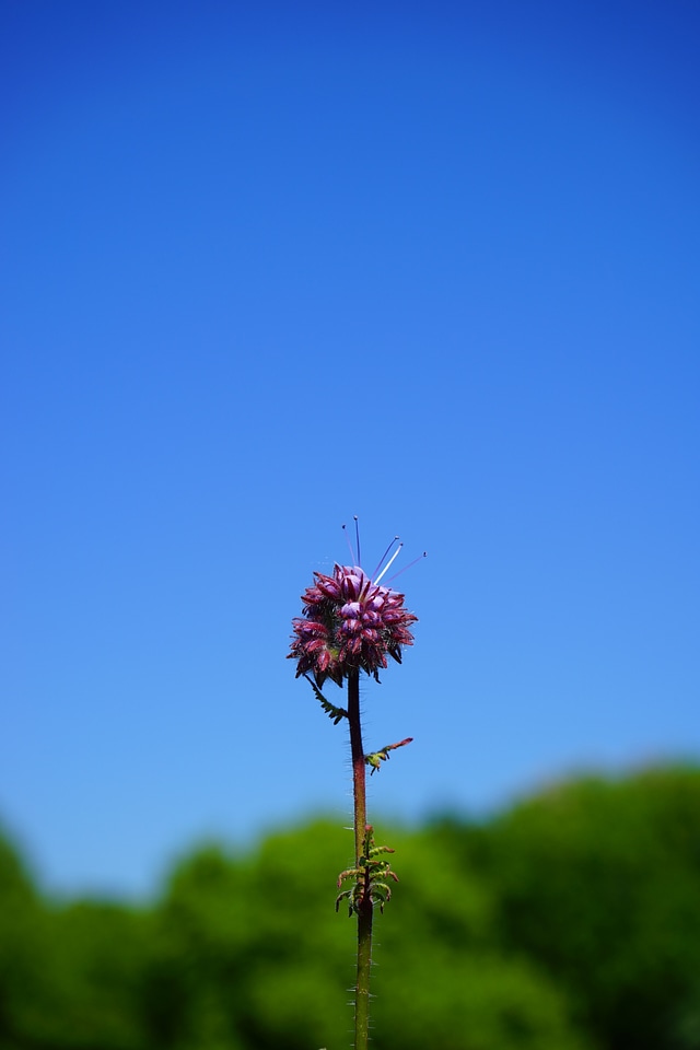 Bloom inflorescence water leaf green