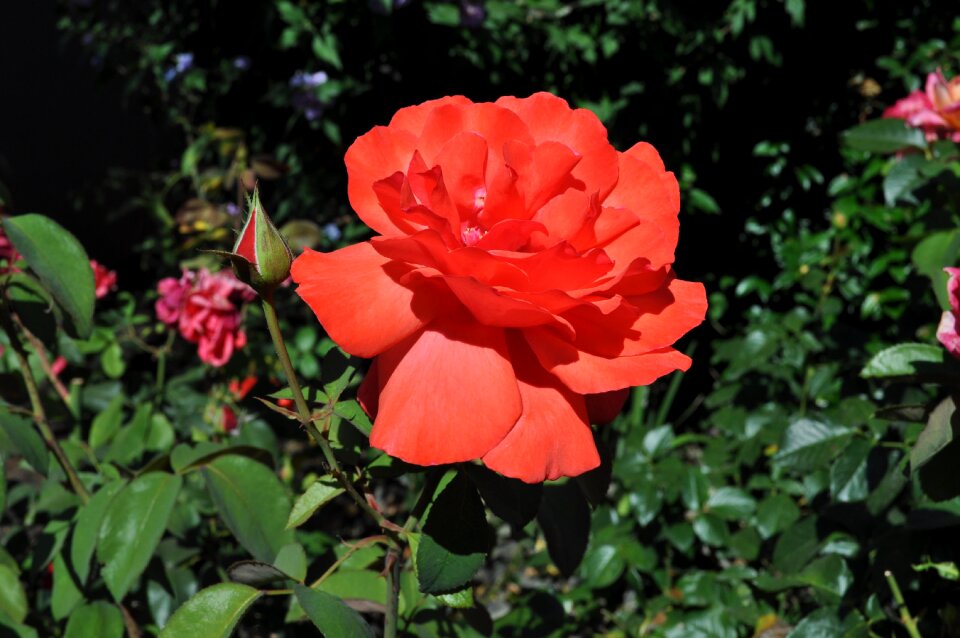 Nature flowers fragrant