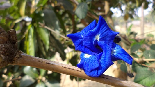 Blue flower beautiful flower photo