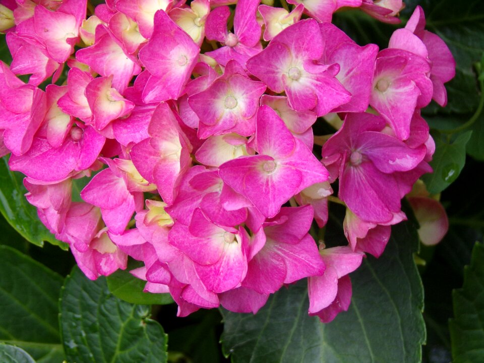 Petals garden nature