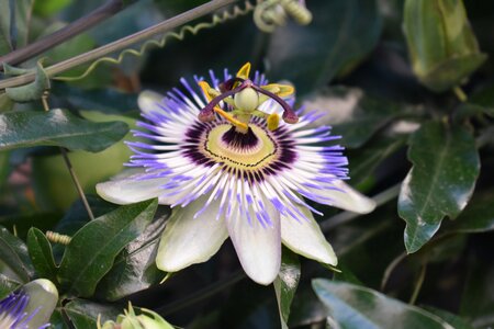 Summer nature bloom